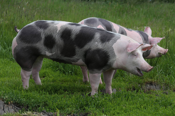 Pietrain raça porcos pastam na grama verde fresca no prado
 - Foto, Imagem