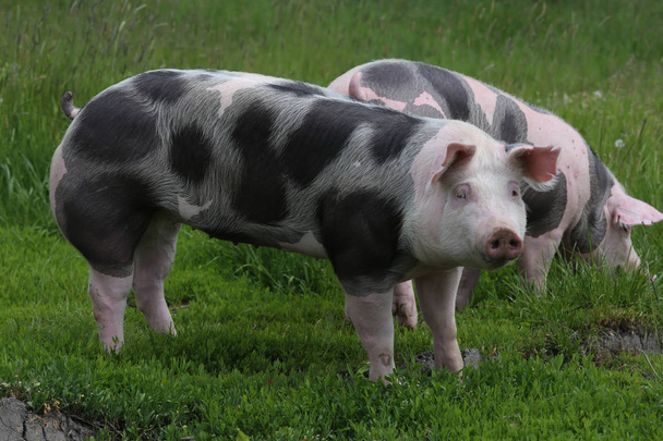 Varkens grazen op dierlijk landbouwbedrijf op grasland zomer - Foto, afbeelding