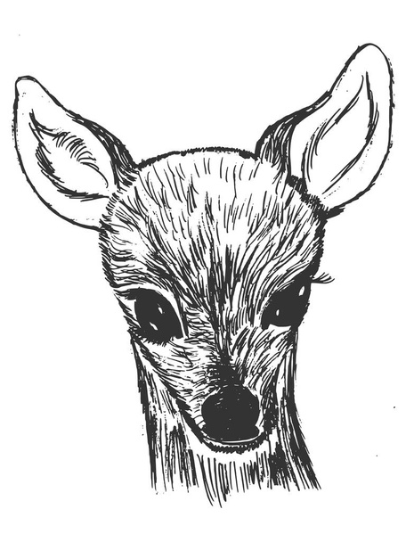 little roe deer cub - Vector, Image