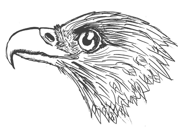head of eagle - Vector, afbeelding