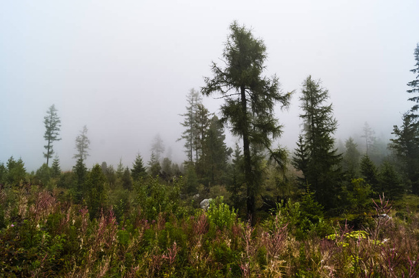 forest in fog - Valokuva, kuva