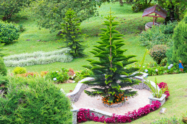 garden with araucaria plant - Photo, Image
