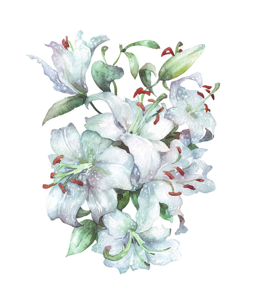 Valkoinen Lily akvarelli
 - Valokuva, kuva