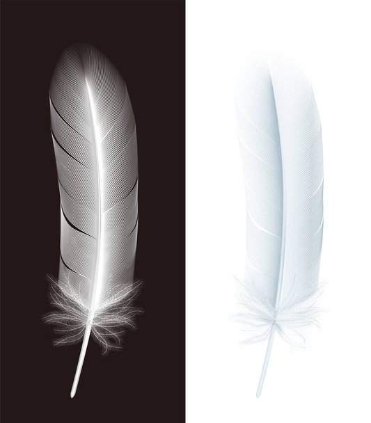 White bird feather. vector. - Vector, Image