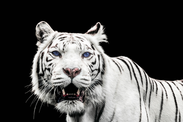 Portrait of a White Tiger with blue eyes - Фото, изображение