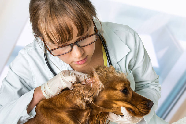 Ветеринар проверяет уши собаки
 - Фото, изображение