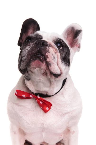 black and white french bulldog wearing bowtie looks up  - Fotoğraf, Görsel