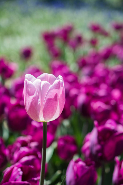 Single  Tulip Flower in Spring Season - Foto, Bild
