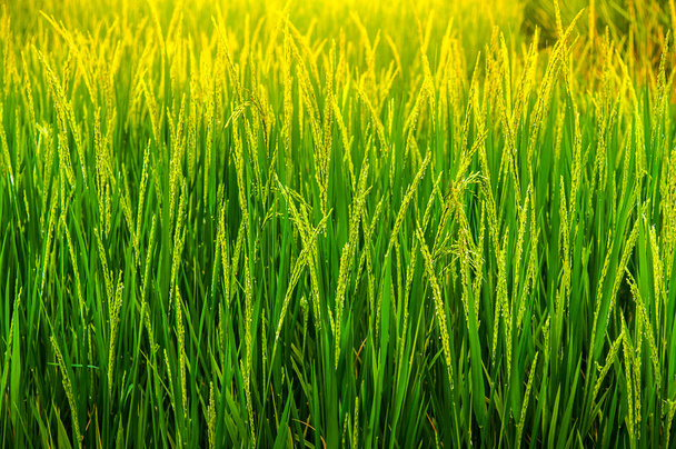 ухо риса в зеленой зеленой зеленой рисовой террасе
 - Фото, изображение