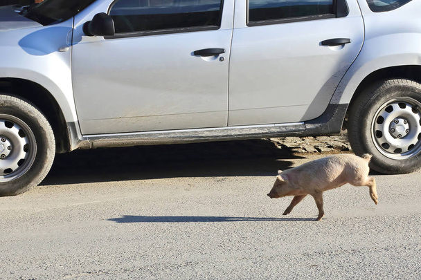маленька свиня біжить по дорозі проти машини
 - Фото, зображення