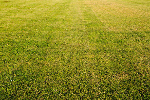 green cutted grass  - Foto, Imagen