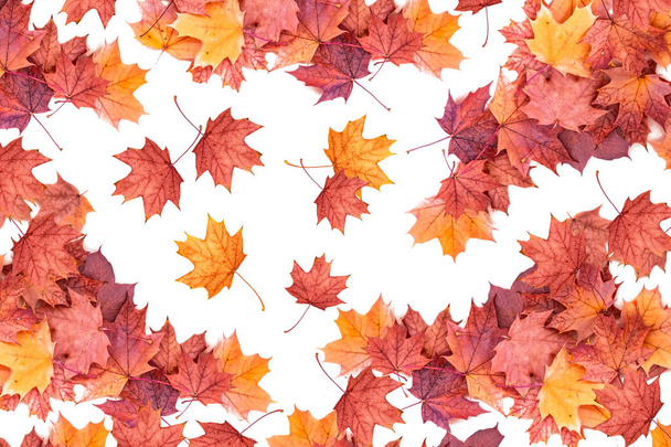 Bright colorful autumn leaves - Foto, Imagen