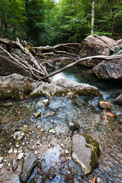rybník z padlých stromů na Ulu Uzeň - Fotografie, Obrázek