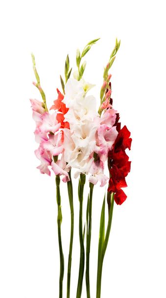 Gyönyörű gladiolus virág  - Fotó, kép