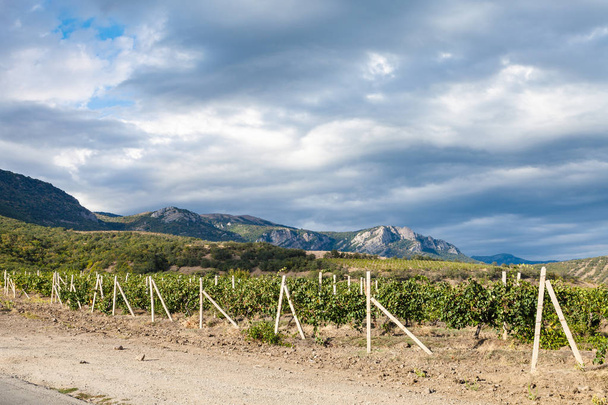 viinitilan viinitilan Alushta lähellä Country Road
 - Valokuva, kuva