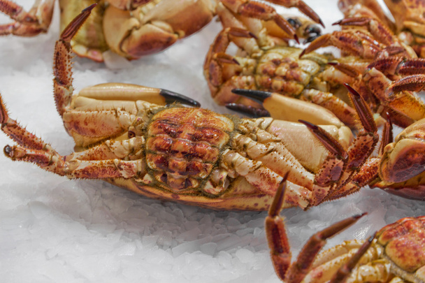 Crabes fruits de mer
 - Photo, image