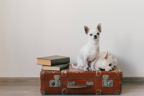 Two chihuahua puppies lying on suitcase. Mammal pets at home. Lovely dogs with funny faces. Domestic animals isolated on white wall. Ready to travel. Vintage books. Odd muzzles looking at camera - Fotoğraf, Görsel