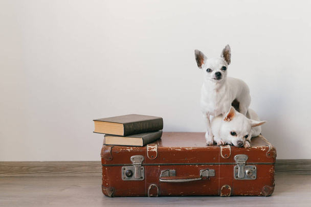 Two chihuahua puppies lying on suitcase. Mammal pets at home. Lovely dogs with funny faces. Domestic animals isolated on white wall. Ready to travel. Vintage books. Odd muzzles looking at camera - Φωτογραφία, εικόνα