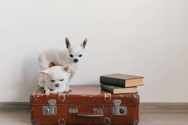 Two chihuahua puppies lying on suitcase. Mammal pets at home. Lovely dogs with funny faces. Domestic animals isolated on white wall. Ready to travel. Vintage books. Odd muzzles looking at camera - Foto, afbeelding