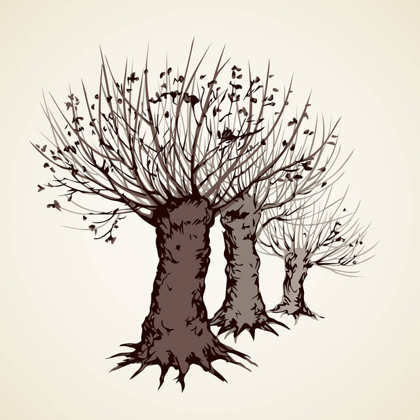 Callejón de árboles sin hojas. Dibujo vectorial
 - Vector, Imagen