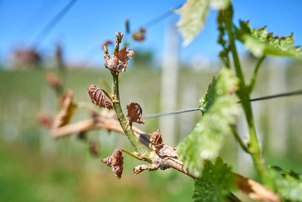 Wiosną szkody w winnicy - winogrona obrażenia od lodu - Zdjęcie, obraz