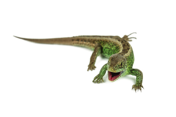 common lizard isolated - Photo, Image