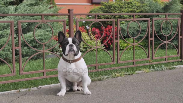 entzückende Doggy weiße und schwarze Farbe im Freien - Filmmaterial, Video