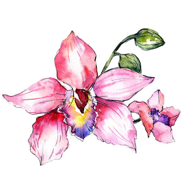 Wildflower orchid flower in a watercolor style isolated. - Foto, Imagen