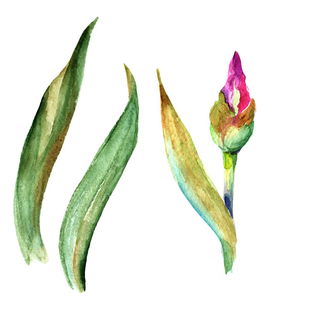 分離された水彩画のワイルドフラワー アイリスの花. - 写真・画像