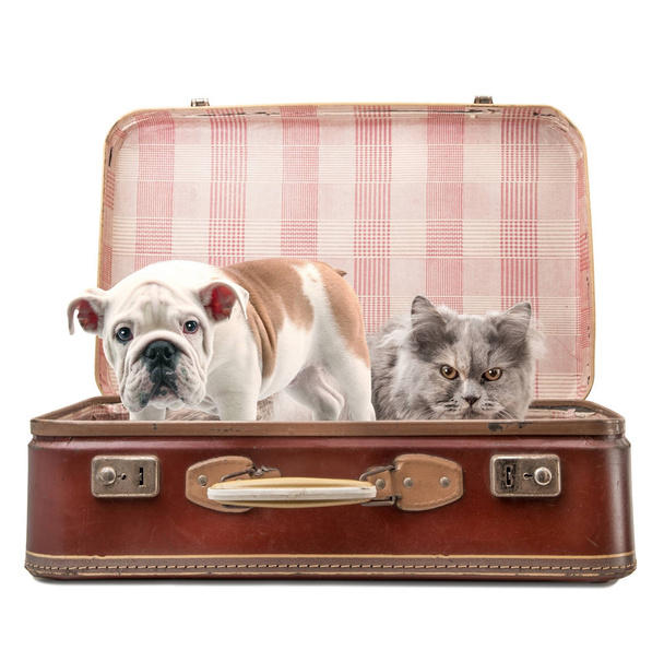 gato y perro en maleta sobre fondo blanco
 - Foto, imagen