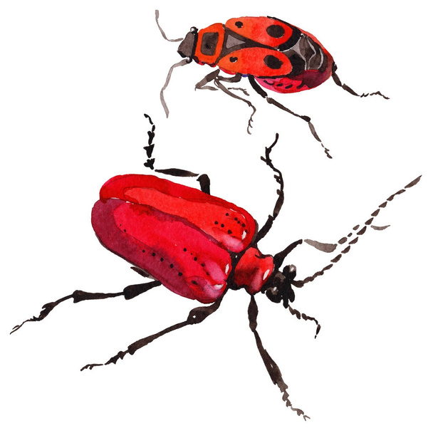 Exotic beetle wild insect in a watercolor style isolated. - Photo, Image