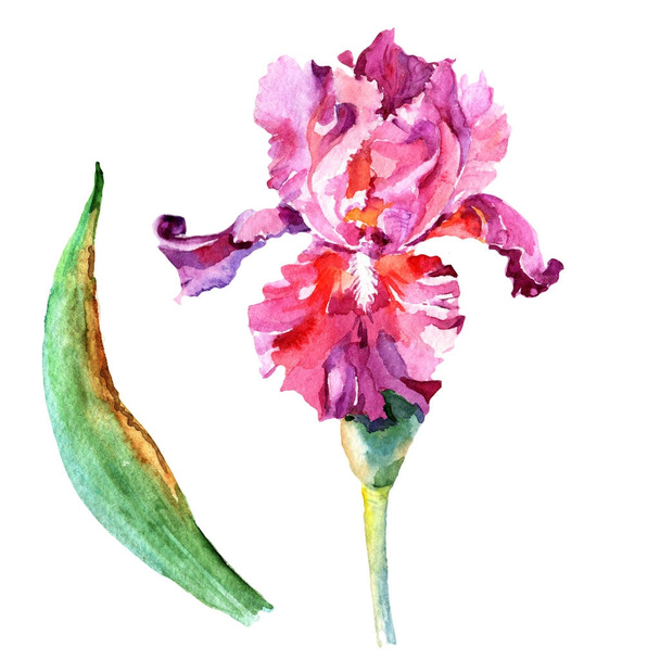 Wildflower iris flower in a watercolor style isolated. - Φωτογραφία, εικόνα