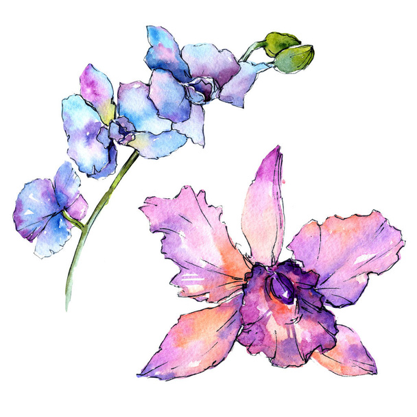 Wildflower orchid flower in a watercolor style isolated. - Photo, Image