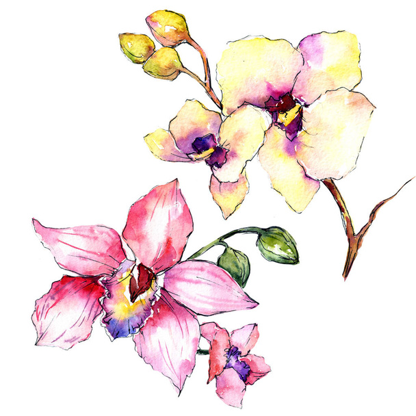 Fiore di orchidea di fiori selvatici in uno stile ad acquerello isolato
. - Foto, immagini