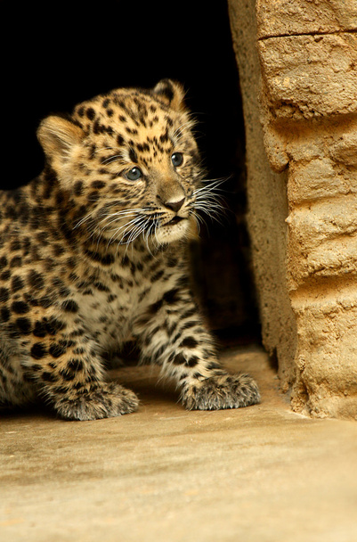 Leopard şaşırtıcı bebek - Fotoğraf, Görsel