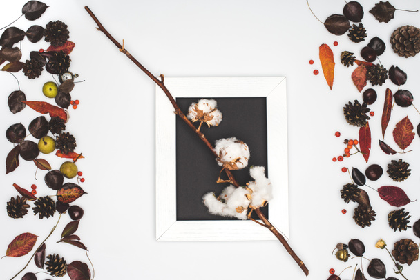 cotton flowers in frame - Photo, Image