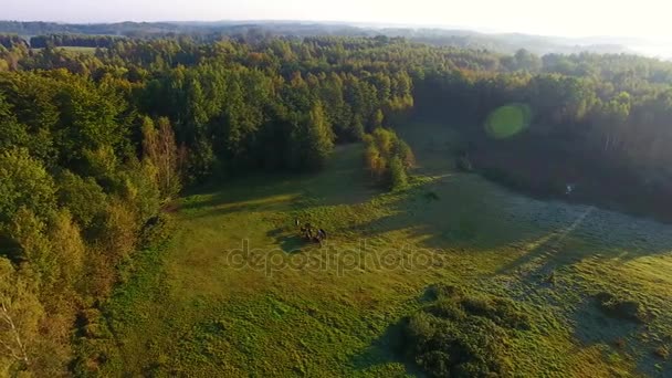 Herd of horses on a meadow, view from above - Filmagem, Vídeo
