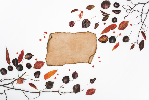 dried leaves and blank parchment - Foto, immagini