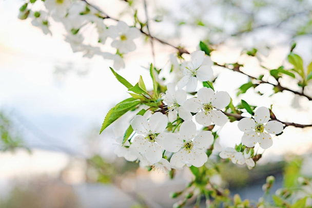 квіти вишневого цвіту на весняний день
 - Фото, зображення