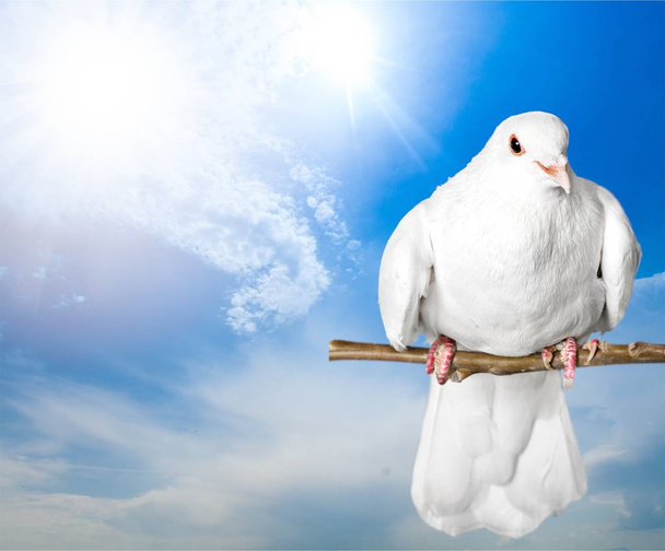 Белый голубь сидит
 - Фото, изображение