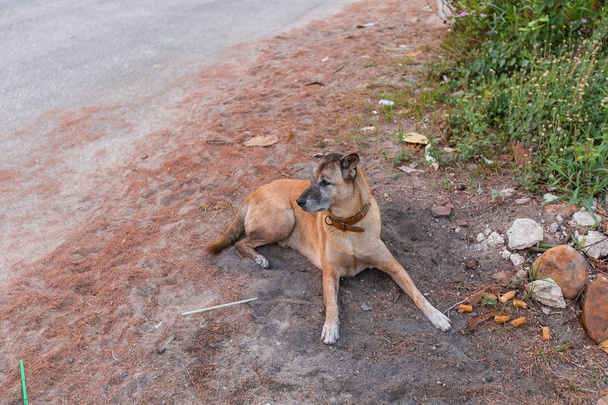 szomorú hajléktalan kóbor kutya ül egy fül jel játszódó ivartalanított kutya címkével beton - Fotó, kép