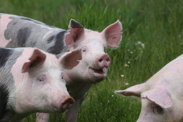 Sluitingen van als landbouwhuisdier gehouden varkens die grazen op weiden - Foto, afbeelding