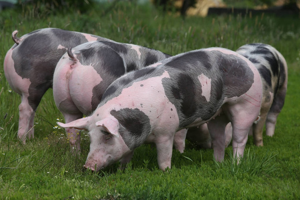 Пьепоезд породы свиней пасутся на свежей зеленой траве на лугу
 - Фото, изображение