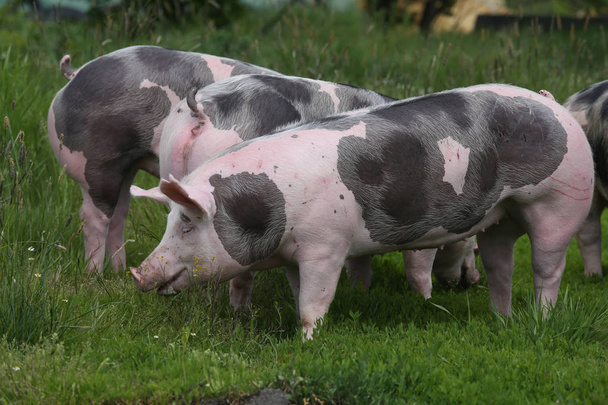 Crianza pitriana manchada cerdos pastando en granja de animales en pastos
 - Foto, imagen