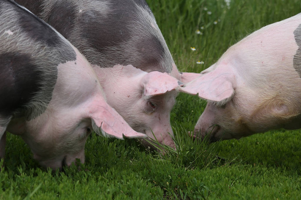 Pietrainbeer varkens grazen in de weide - Foto, afbeelding