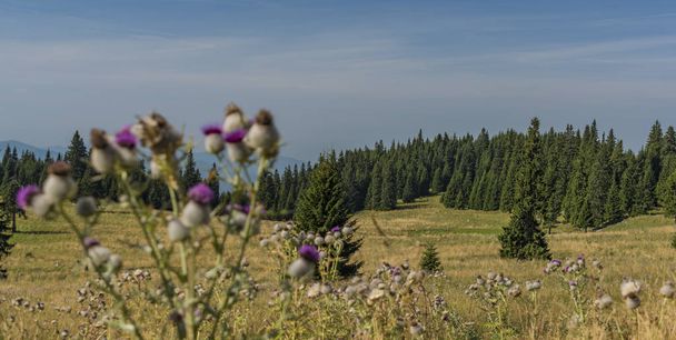 Thistle under Velky Choc hill in north Slovakia in summer - Photo, Image