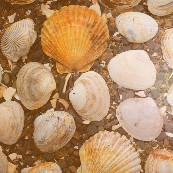 Sea shells decorative composition. - Photo, Image