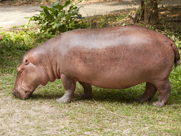 Hipopotam nilowy jest pół-wodnych - Zdjęcie, obraz