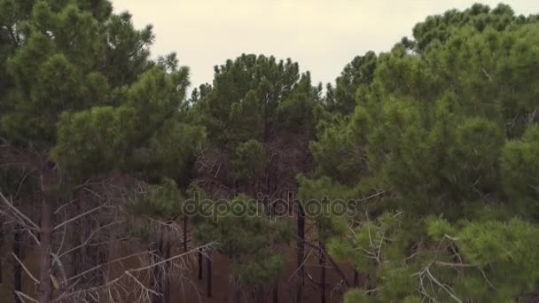 Filmación de plantaciones de pino
 - Imágenes, Vídeo