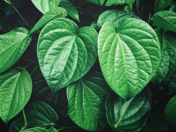 Fresh green Betel leaves textured background - Фото, зображення